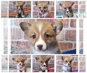 Pembroke Welsh Corgi Litter for sale in MANSFIELD, MO, USA