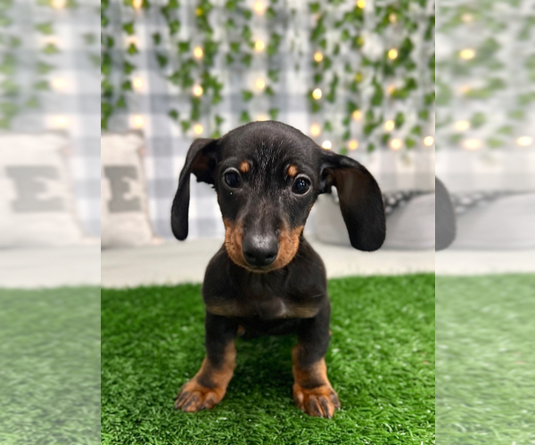 Medium Photo #1 Dachshund Puppy For Sale in MARIETTA, GA, USA