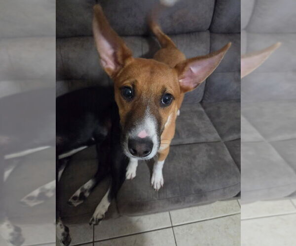 Medium Photo #5 Mutt Puppy For Sale in Brewster, NY, USA