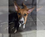 Small #4 Mutt