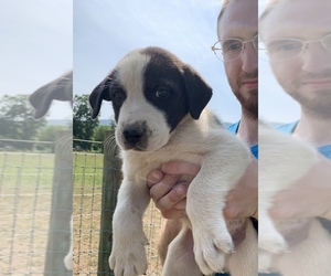 Great Pyrenees-Siberian Husky Mix Puppy for sale in NEOLA, WV, USA