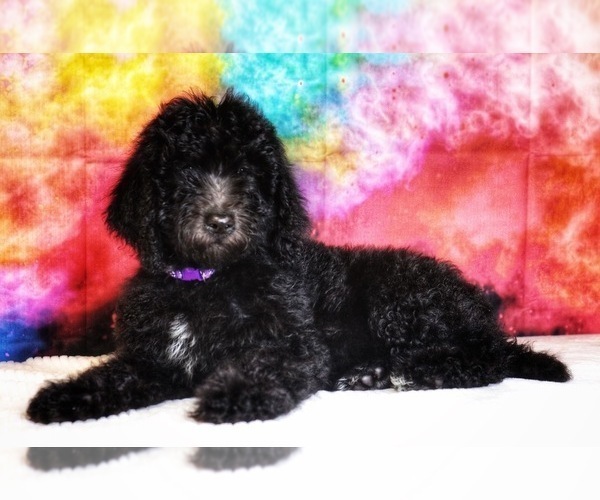 Medium Photo #1 Labradoodle Puppy For Sale in BURNS, TN, USA