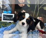 Small #5 Cavalier King Charles Spaniel