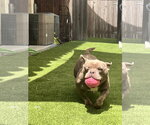 Small #2 American Staffordshire Terrier-French Bulldog Mix