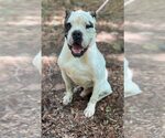 Small #6 American Bulldog Mix