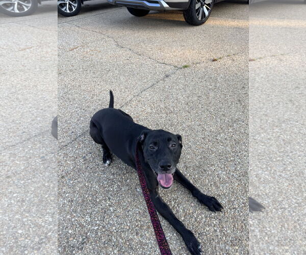Medium Photo #4 American Pit Bull Terrier-Labrador Retriever Mix Puppy For Sale in Holly Springs, NC, USA