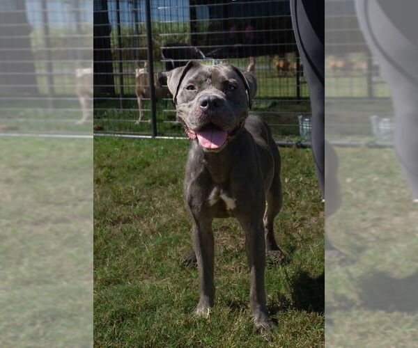 Medium Photo #3 Mutt Puppy For Sale in Abbeville, LA, USA