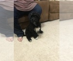 Small Photo #5 Portuguese Water Dog Puppy For Sale in BALDWIN, KS, USA