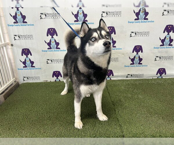 Medium Photo #1 Siberian Husky Puppy For Sale in Orlando, FL, USA