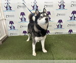 Small Siberian Husky