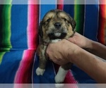 Puppy 5 Great Pyrenees-Rottweiler Mix