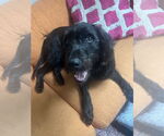 Small Labrador Retriever Mix