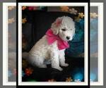 Small Photo #109 Sheepadoodle Puppy For Sale in RIALTO, CA, USA