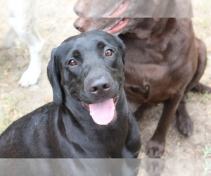 Mother of the Labrador Retriever puppies born on 06/10/2025