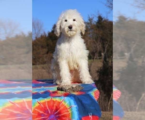 Medium Photo #13 Goldendoodle Puppy For Sale in UNION CITY, TN, USA