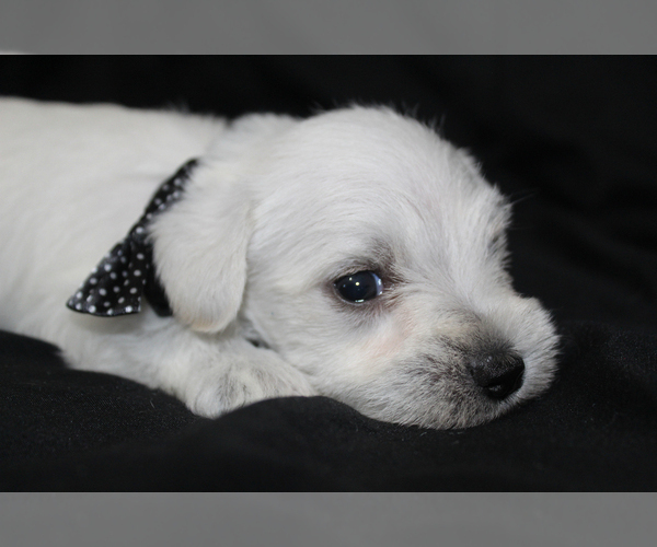Medium Photo #3 Schnauzer (Miniature) Puppy For Sale in BROOKSVILLE, FL, USA