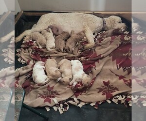 Goldendoodle Puppy for Sale in HOUSEVILLE, New York USA