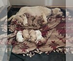 Small Goldendoodle