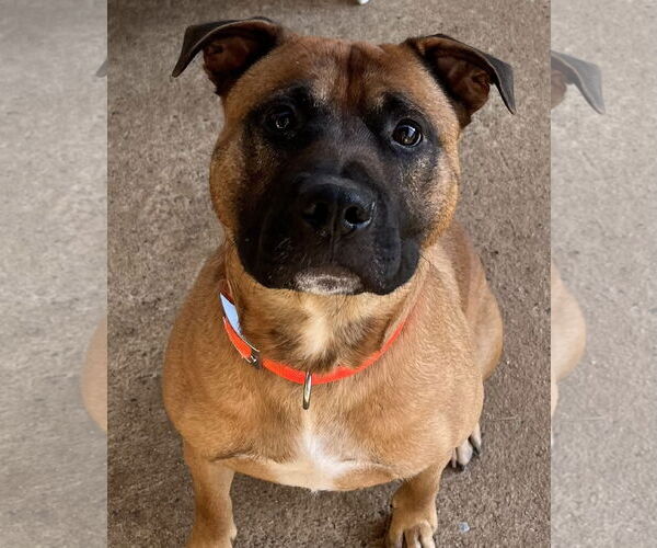 Medium Photo #3 Boxer-Unknown Mix Puppy For Sale in Mooresville, NC, USA