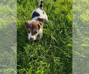 Jack Russell Terrier Puppy for Sale in LYNNWOOD, Washington USA