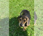 Small #2 Beagle Mix