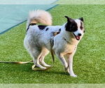 Small #2 Pomeranian-pomeranian spitz Mix