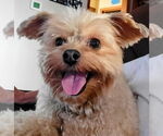 Small #11 Mutt
