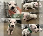 Puppy Green Dalmatian