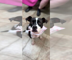 Mutt Dogs for adoption in Rustburg, VA, USA