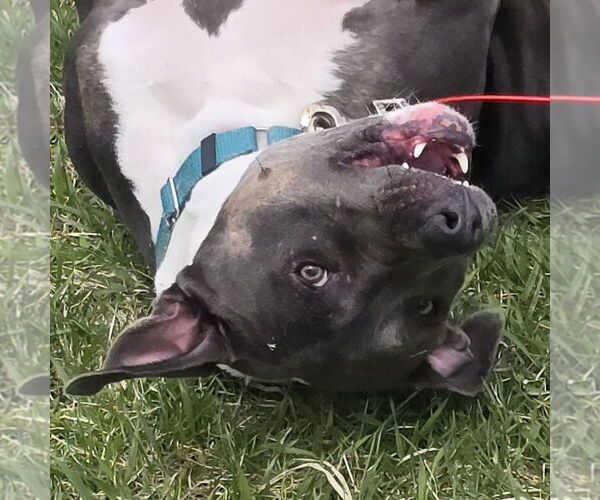Medium Photo #5 American Pit Bull Terrier Puppy For Sale in Fargo, ND, USA
