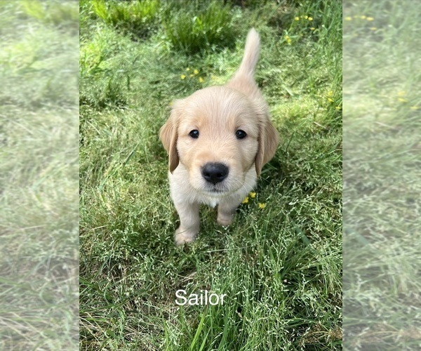 Medium Photo #6 Golden Retriever Puppy For Sale in STARKVILLE, MS, USA