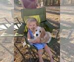 Small Photo #10 Goldendoodle Puppy For Sale in BELLVILLE, OH, USA