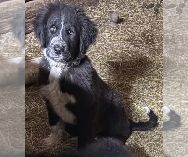 Medium Photo #1 Karakachan Puppy For Sale in NEW CUMBERLAND, WV, USA