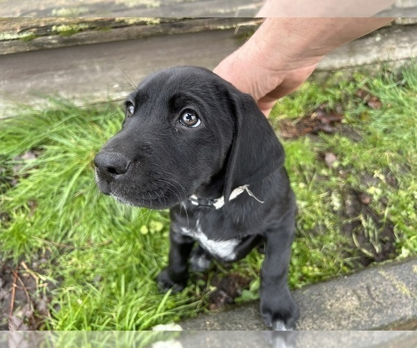 Medium Photo #30 German Shorthaired Lab Puppy For Sale in TACOMA, WA, USA