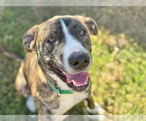 Mutt Dogs for adoption in Tulsa, OK, USA
