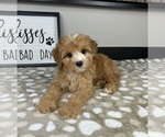 Image preview for Ad Listing. Nickname: Charlie