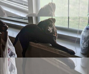 Holly - Female Labrador Retriever Dog for Adoption - Photo #3