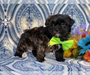 Cairn Terrier-Poodle (Toy) Mix Puppy for sale in LANCASTER, PA, USA