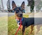 Small #3 Miniature Pinscher