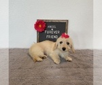 Small #1 Doxie-Chon