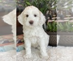 Small Photo #22 Australian Labradoodle Puppy For Sale in WASHINGTON, NC, USA