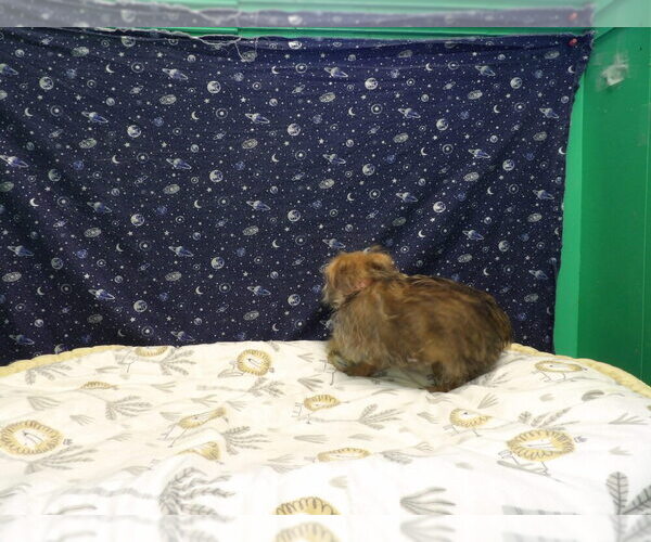 Medium Photo #17 Morkie Puppy For Sale in PATERSON, NJ, USA