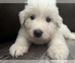 Great Pyrenees Puppy for sale in FLORAL CITY, FL, USA