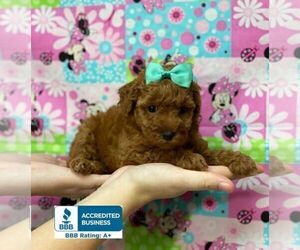 Poodle (Toy) Puppy for sale in WINNSBORO, LA, USA