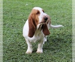 Small Photo #1 Basset Hound Puppy For Sale in DOUGLAS, GA, USA