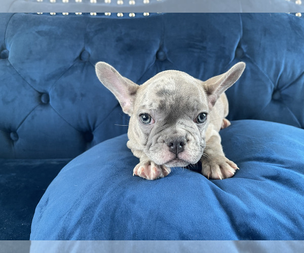 Medium Photo #11 French Bulldog Puppy For Sale in ALPHARETTA, GA, USA