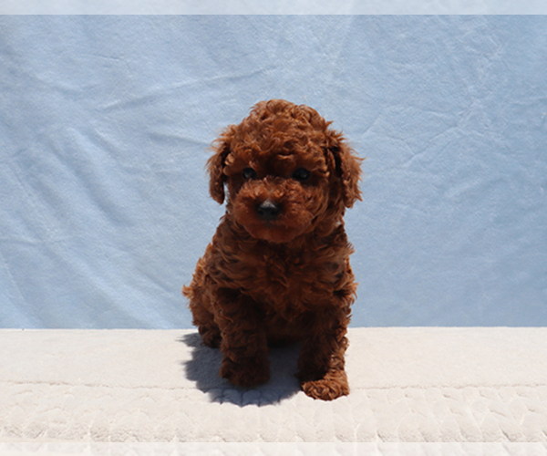 Medium Photo #4 Poodle (Toy) Puppy For Sale in LOS ANGELES, CA, USA