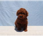 Small #3 Poodle (Toy)