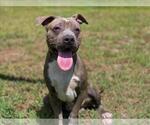 Small American Pit Bull Terrier