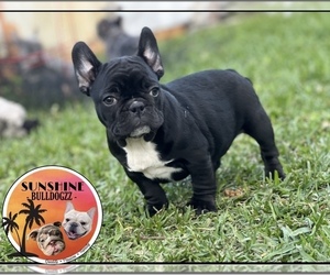 French Bulldog Puppy for sale in MIAMI LAKES, FL, USA